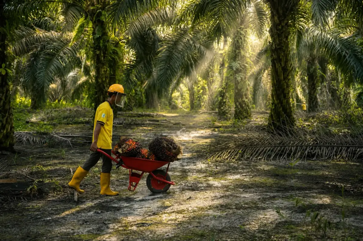 3. Harvesting & Fruit Collection