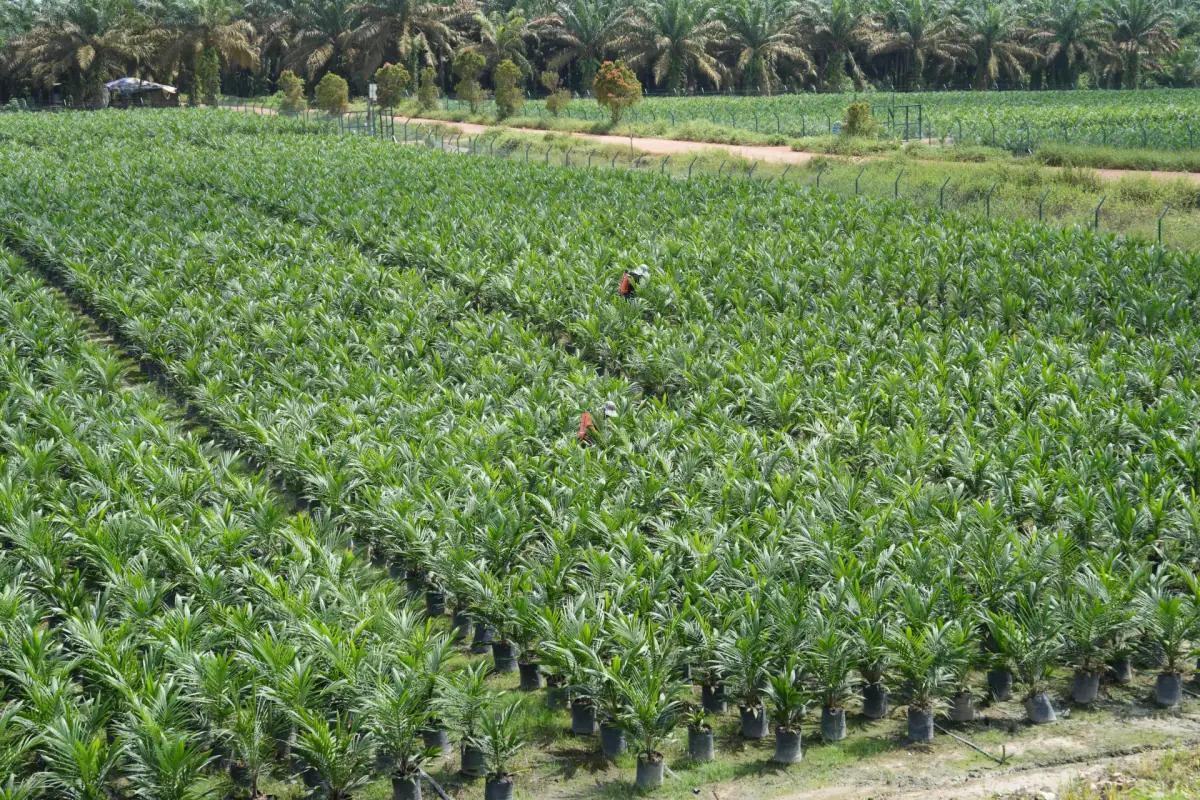 1. Crop Nursery